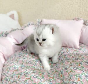 chaton-british-shorthair
