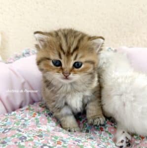 chaton-british-shorthair