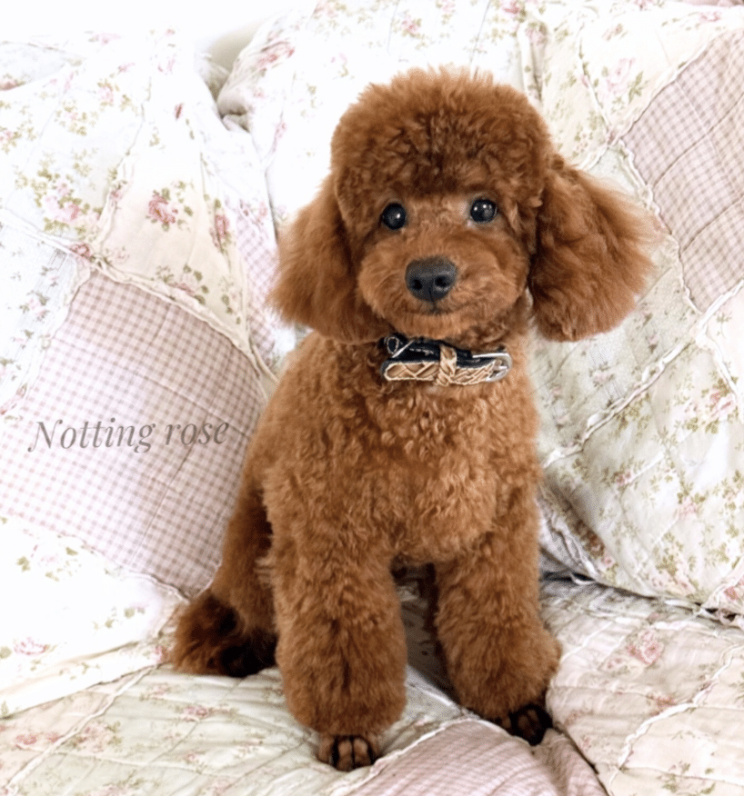 castration-caniche-male