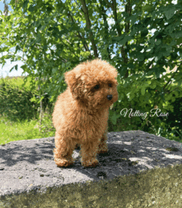 caniche-toy-fauve une jolie femelle caniche toy de notre élevage