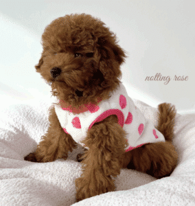 un petit pull pour un caniche malade