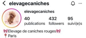 venez visiter l'élevage de caniches sur instagram