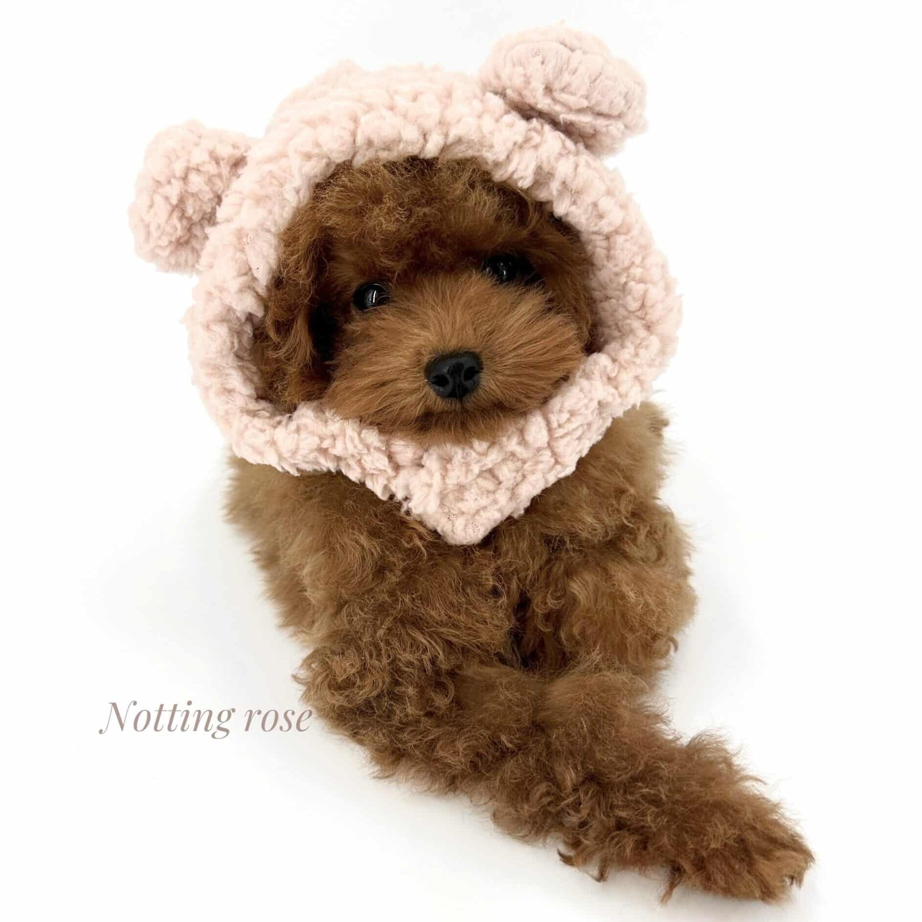 acheter-un-caniche