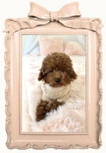 nous donnons tous les bons conseils pour chaque vente de caniche