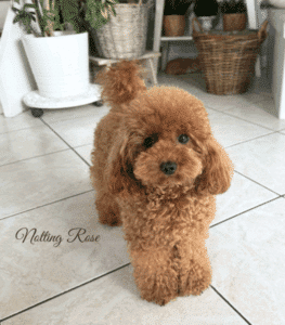 ancienne femelle reproductrice mise à la retraite