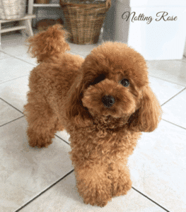 adulte-caniche-vente