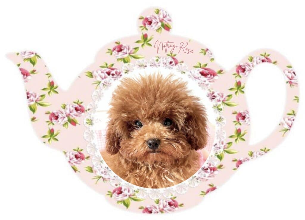 quel nourriture donner à son caniche toy