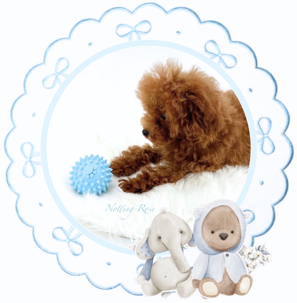 éducation du caniche