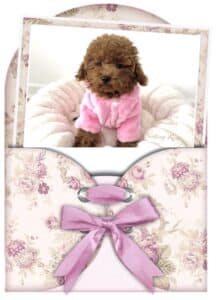 tous les chiots caniches sont garantis