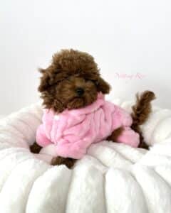 un chiot caniche de caractère facile