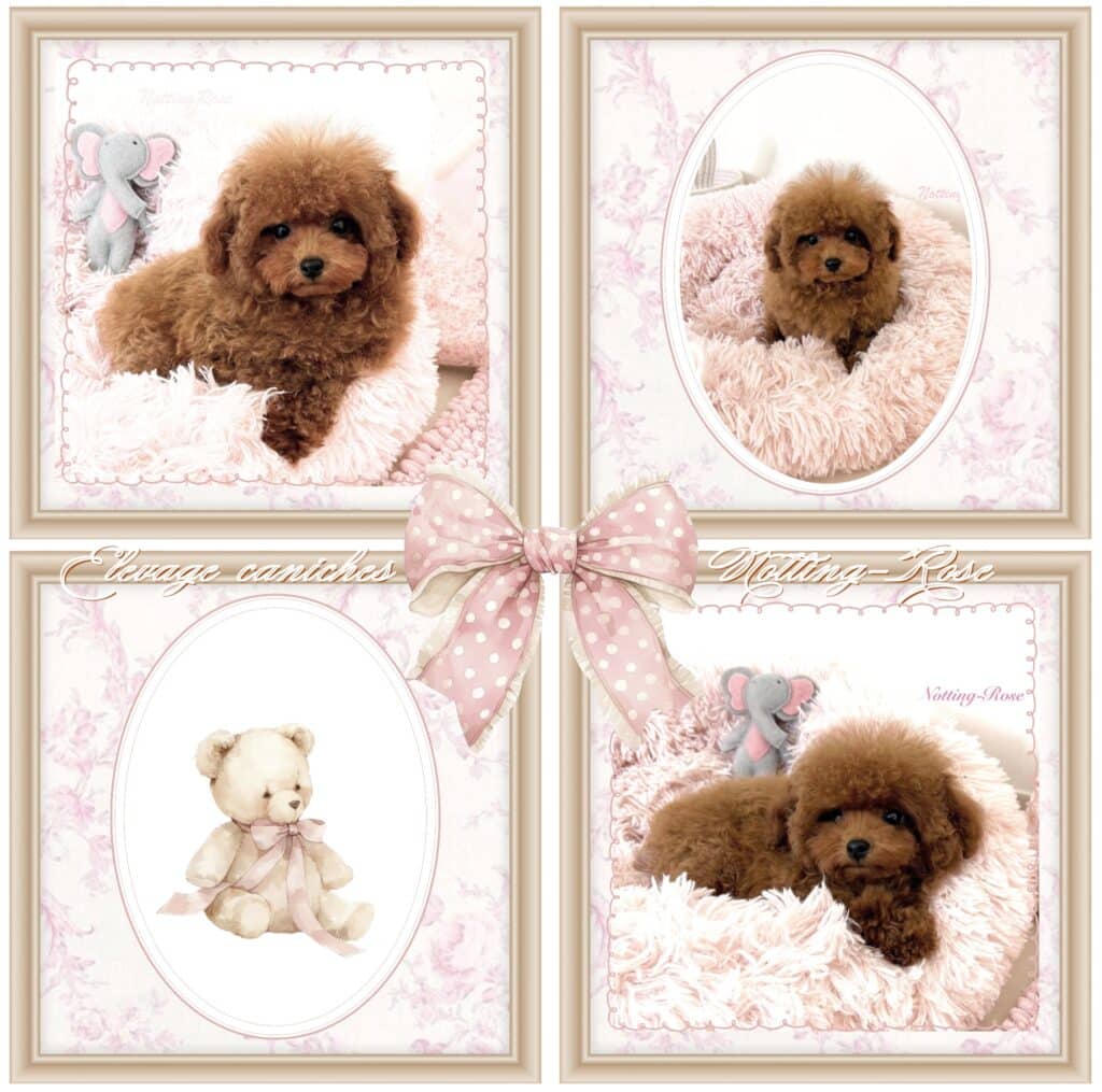 acheter un chiot caniche