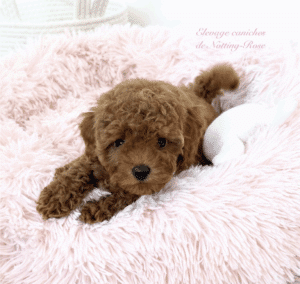 caniche-chiot-marron