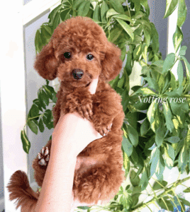 la couleur du caniche rouge est appelé aussi fauve