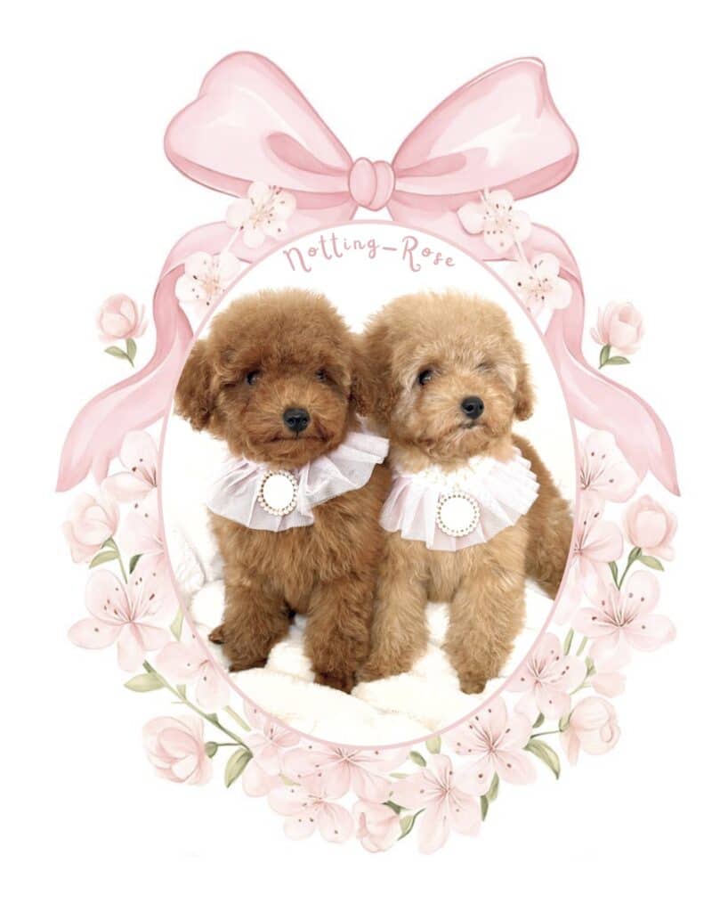 petit caniche toy et nain de couleur fauve et abricot