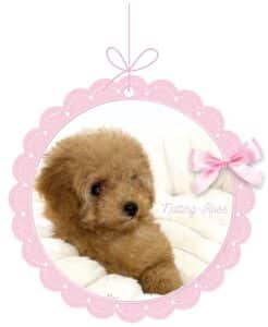 le caniche abricot d'autrefois est toujours aussi beau