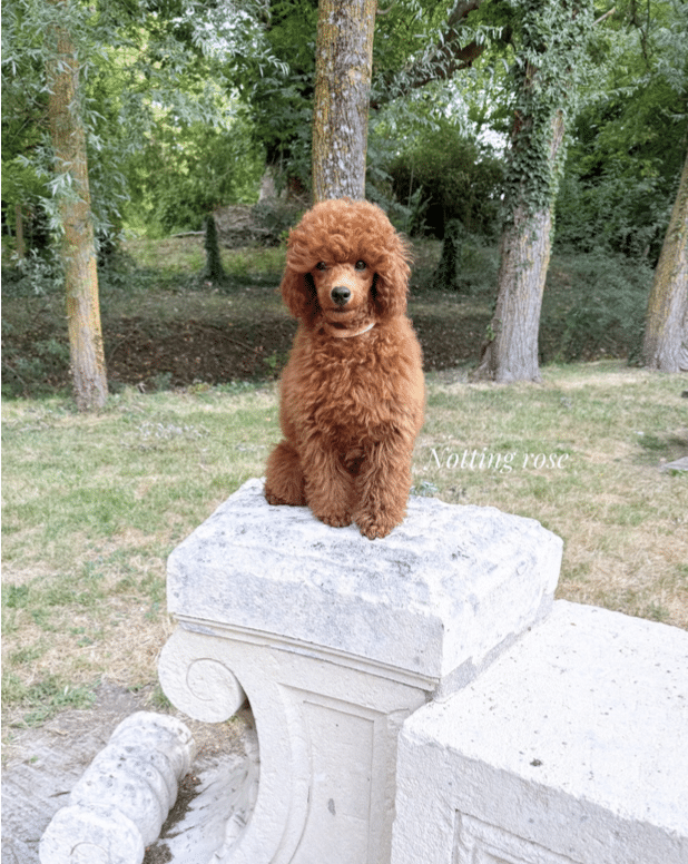 caniche nain mâle somptueuses origines