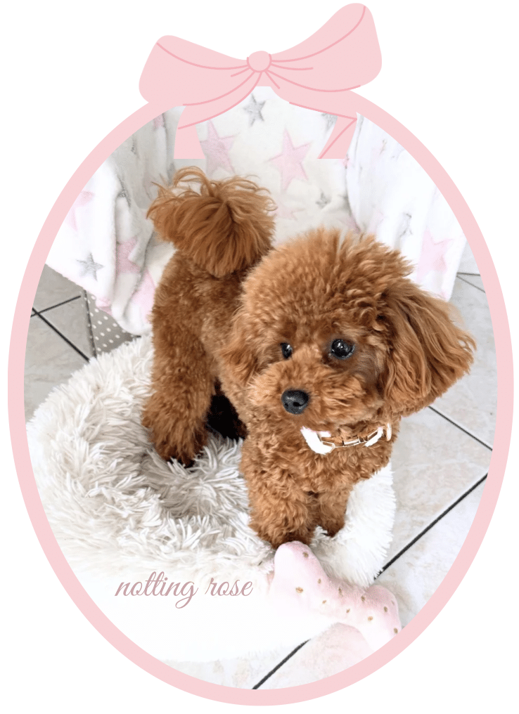 les yeux du caniche pleurent nettoyer régulièrement