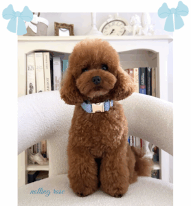 caniche-toy-rouge le caniche et sa couleur fauve rouge dans notre salon