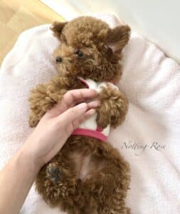 le caniche fauve rouge est l'un des chiens les plus affectueux