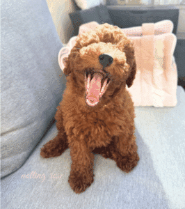 le chiot caniche peut avoir mal aux gencives