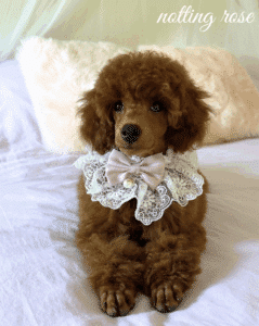 caractere-du-caniche