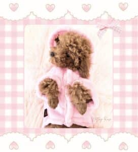 le chiot caniche fauve rouge est le plus affectueux des caniches