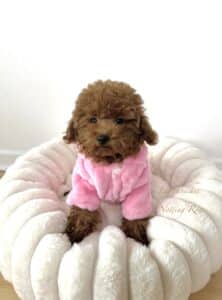 un petit chien caniche de l'élevage Notting rose ne peut avoir qu'un bon caractère sociable et affectueux