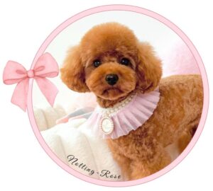 caniche femelle toy abricot de notre élevage de caniches