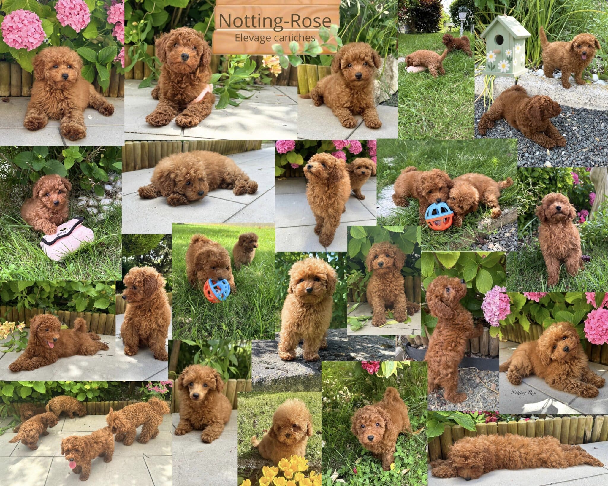 tous les chiots caniches de l'élevage vivent en liberté