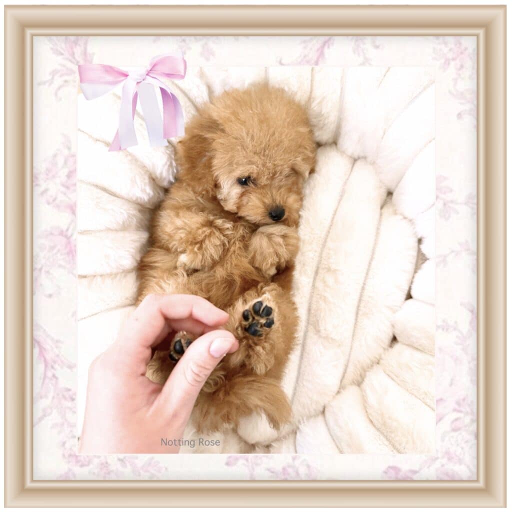 caniche chiot caniche de deux mois à vendre