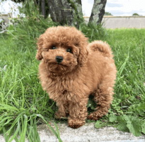 chiot-caniche-education