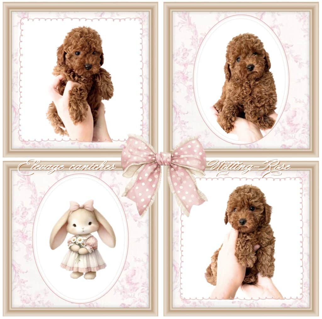 le choix des chiots caniches fauve rouge et abricot de notre élevage