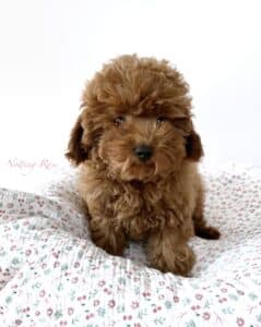 le caniche nain de par sa taille est plus calme que le caniche toy plus petit