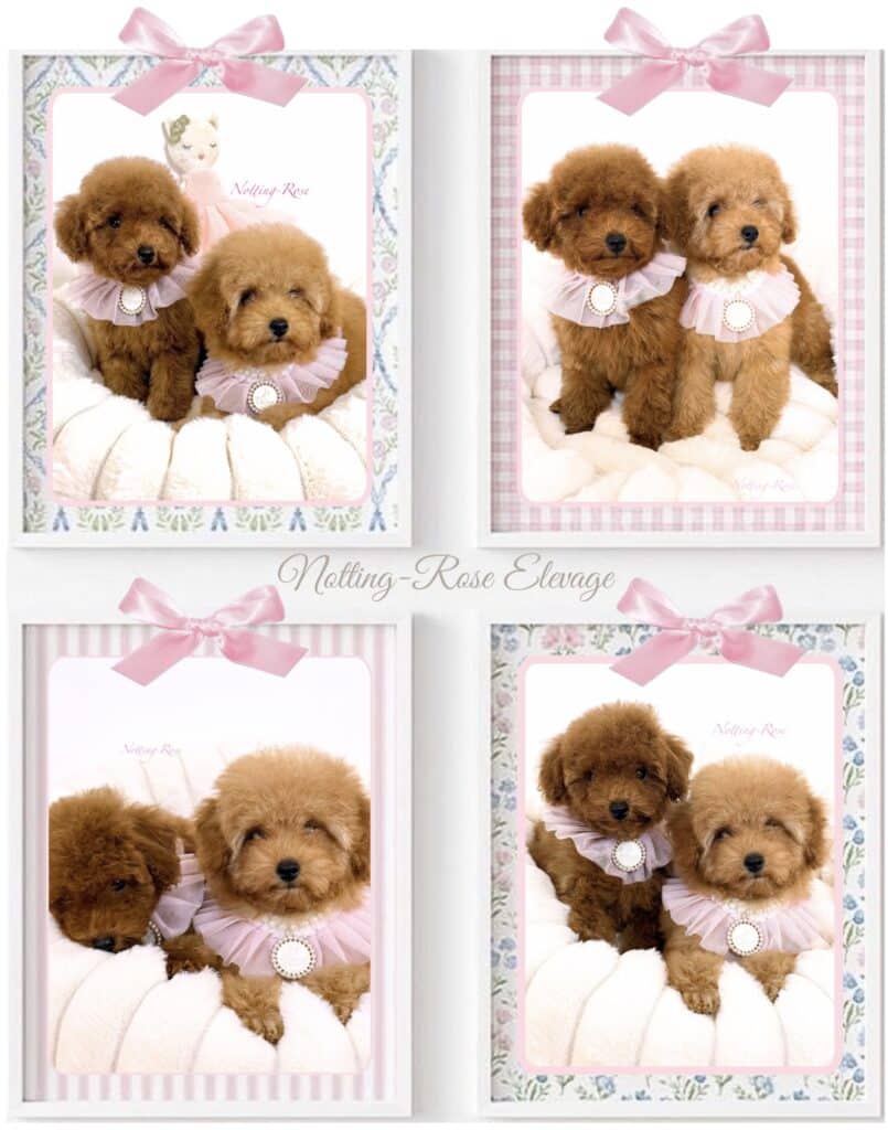 deux petits caniches nains sont disponibles couleurs fauve rouge et le deuxième abricot