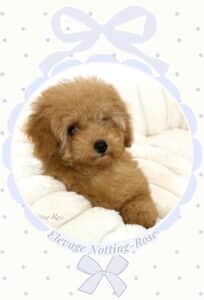 une couleur abricot pour ce jeune chiot caniche a vendre