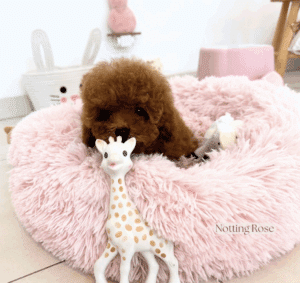 chiot-caniche-tinytoy