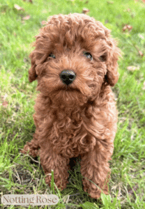 chiot-caniche-tinytoy