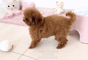 chiot-caniche-toy