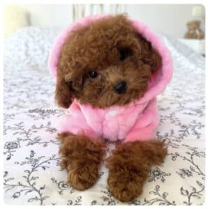 bien couvrir son chiot caniche pour lui éviter d'attraper froid