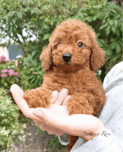 chiot-caractere-caniche