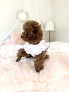 le nom du chien dépend de la lettre de l'année si il est lof