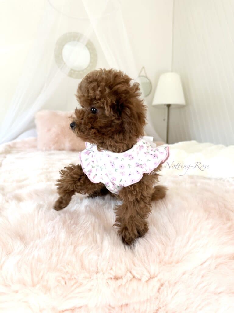 le nom du chien dépend de la lettre de l'année si il est lof