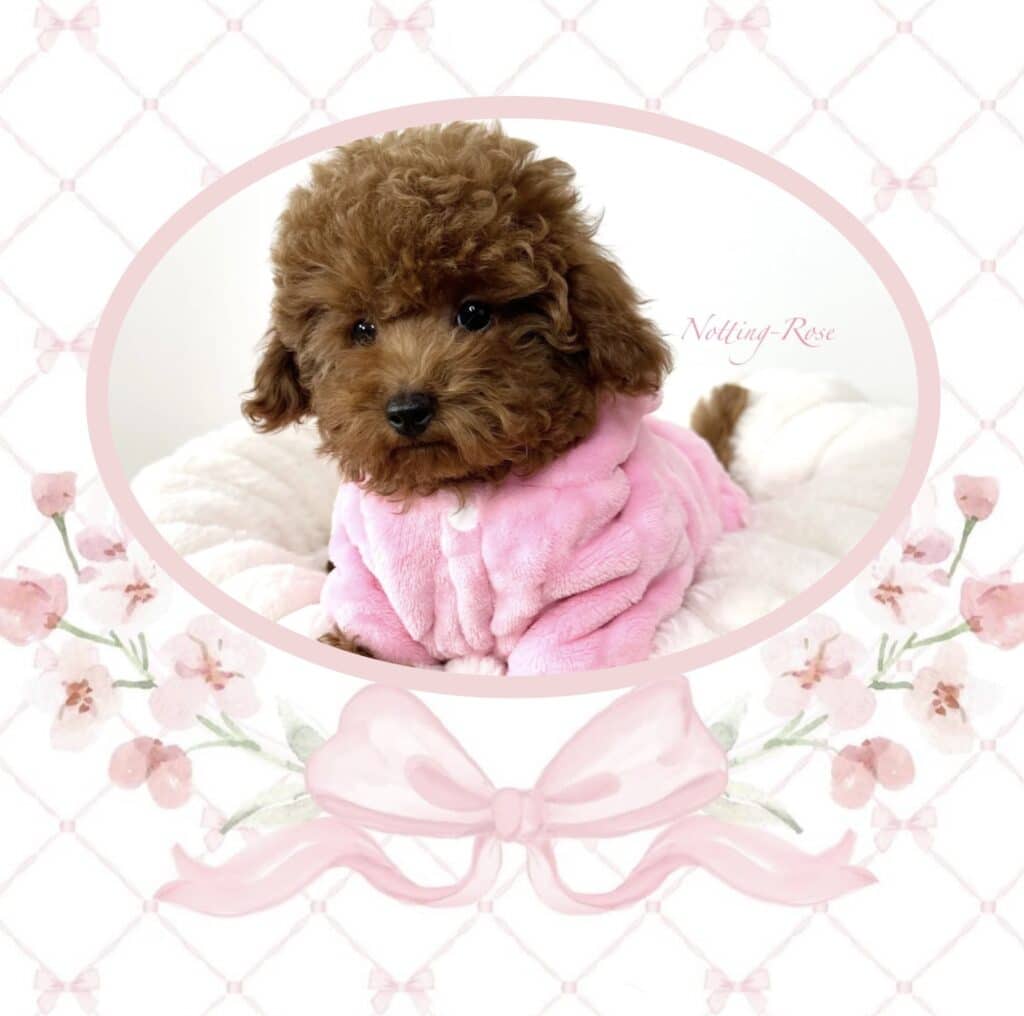 le mâle caniche est souvent plus facile que la femelle caniche en chaleur