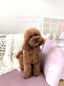 comment-éduquer-caniche