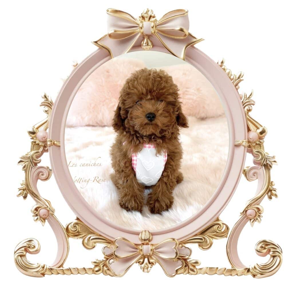 la couleur du caniche fauve rouge est à la mode