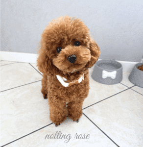 croquette-caniche-toy