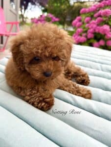 education-caniche-toy