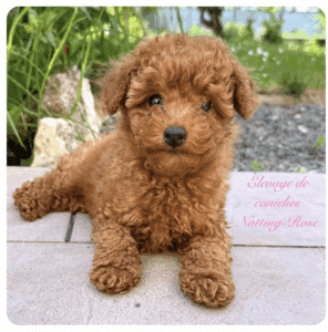 education-chiot-caniche