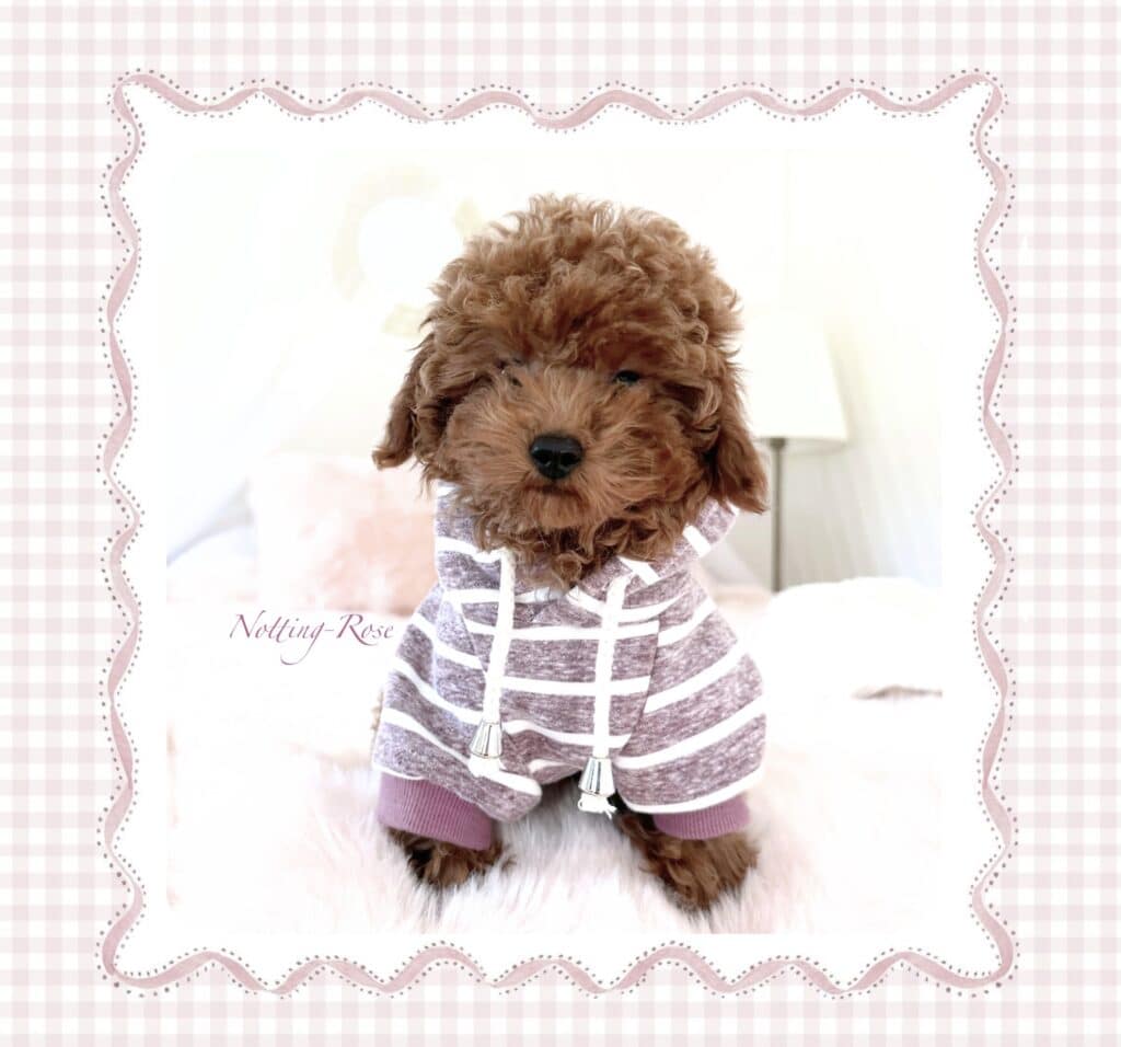 l'éducation du chiot caniche pour la première nuit