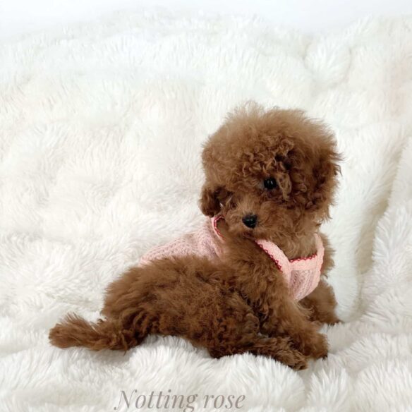 caniche-tinytoy-rouge chiot caniche tiny toy fauve rouge